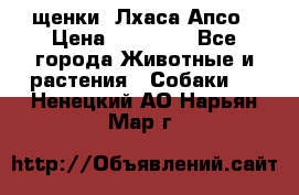 щенки  Лхаса Апсо › Цена ­ 20 000 - Все города Животные и растения » Собаки   . Ненецкий АО,Нарьян-Мар г.